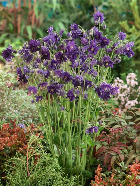 Aquilegia vulgaris Blue Barlow