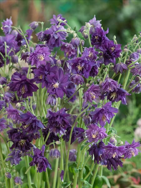 Aquilegia vulgaris Blue Barlow