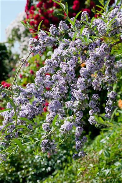 Buddleja alternifolia