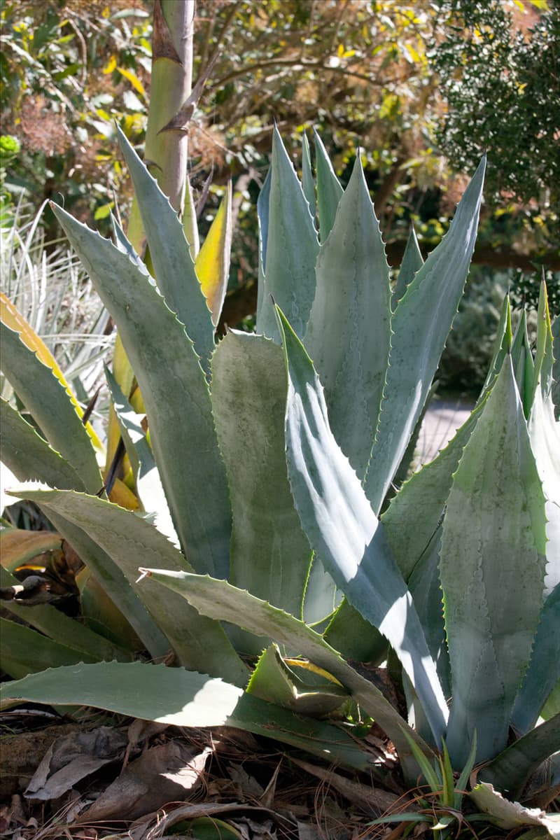 Agave americana Amerikanische Agave