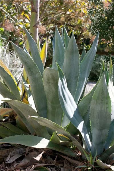 Agave americana
