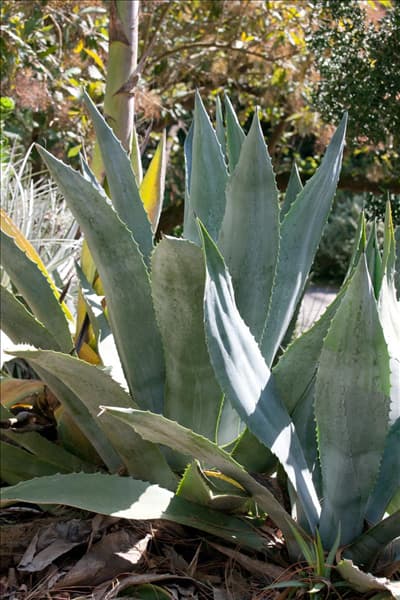 Agave americana