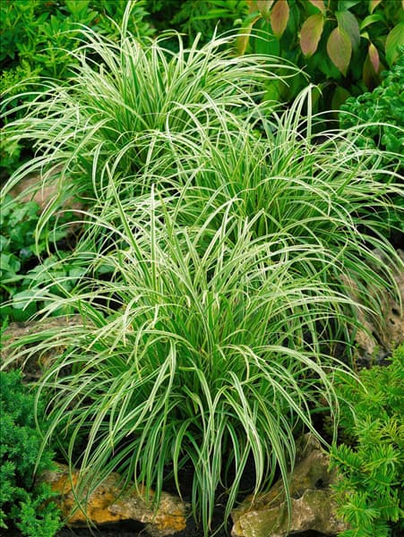 Carex Silver Sceptre