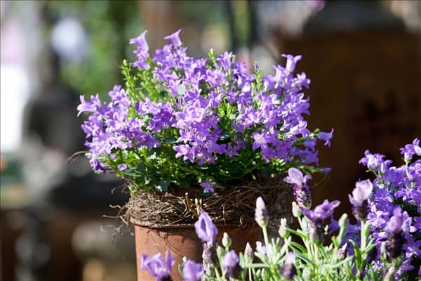 Campanula portenschlagiana im Tontopf
