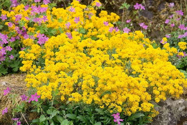 Aurinia saxatilis