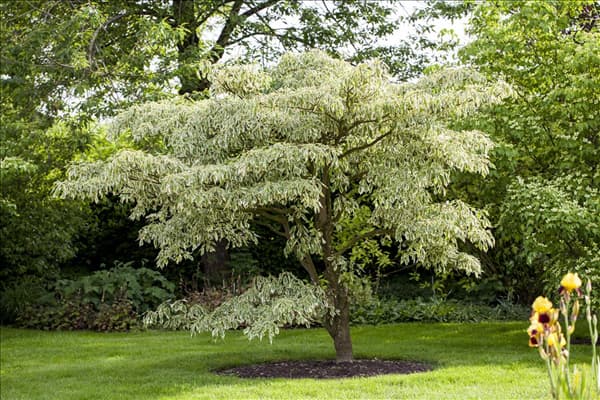 Cornus controversa 'Variegata'