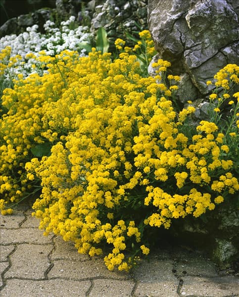 Aurinia saxatilis