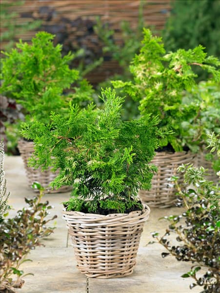 Chamaecyparis obtusa Rashahiba im Topf