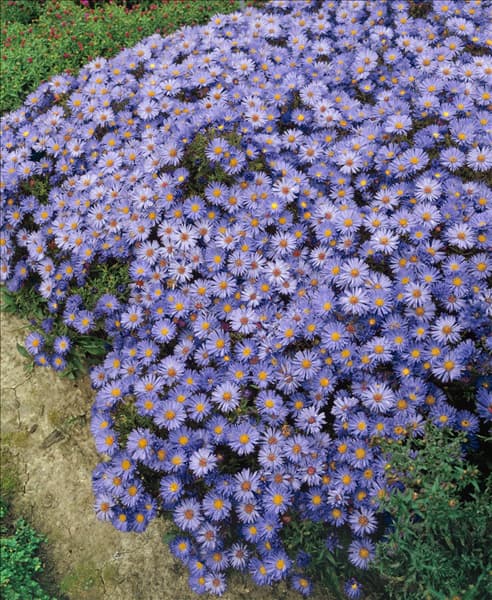 ASTER DUMOSUS PROF. ANTON KIPPENBERG