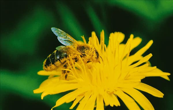 Honigbiene auf gelber Blüte