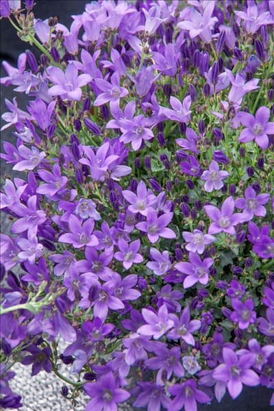 Campanula portenschlagiana Catharina
