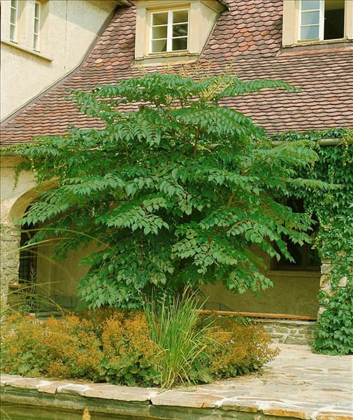 ARALIA ELATA