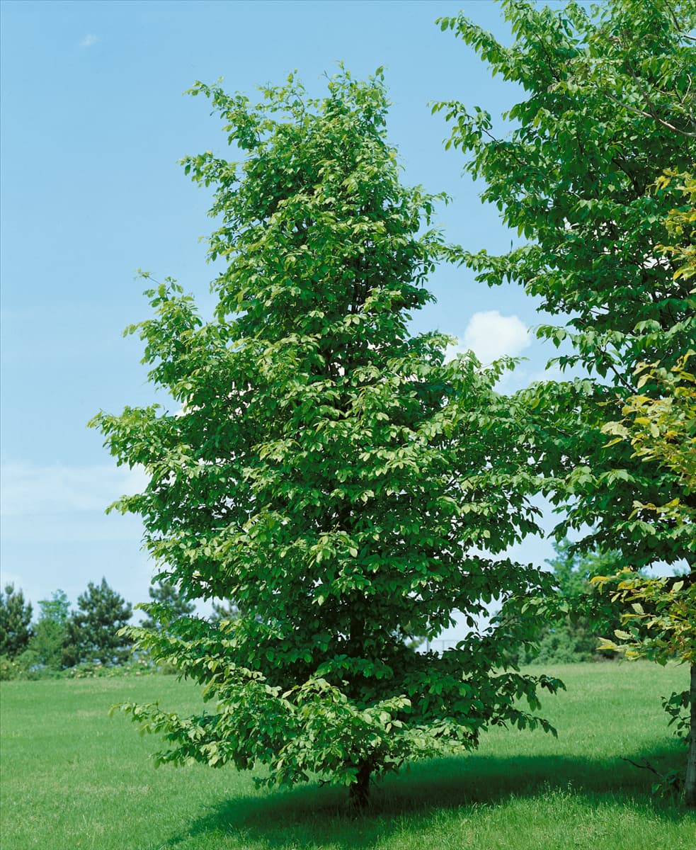 Carpinus betulus