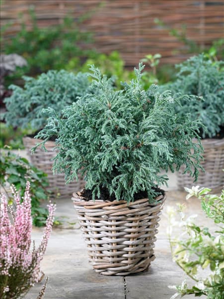 Chamaecyparis pisifera Baby Blue im Topf