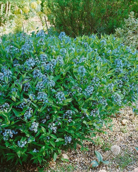 Amsonia tabernaemontana