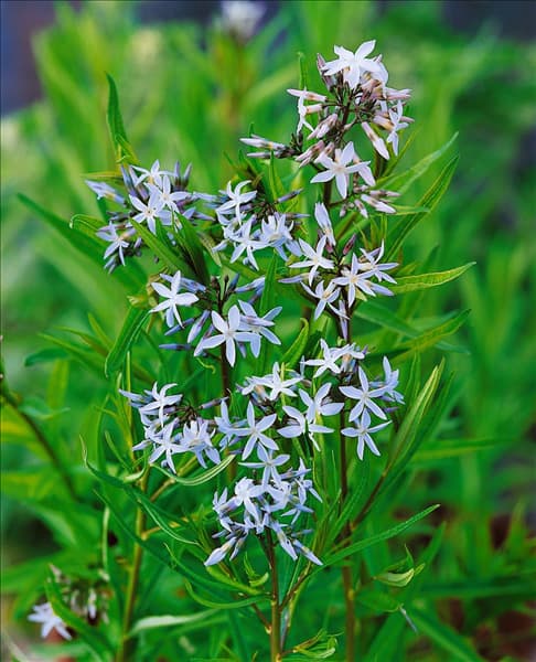Amsonia tabernaemontana