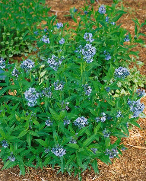 Amsonia tabernaemontana