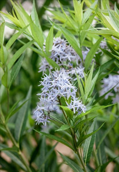 Amsonia tabernaemontana