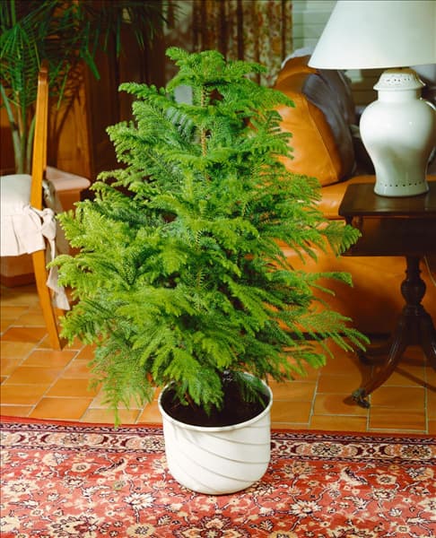 ARAUCARIA heterophylla (A. excelsa)