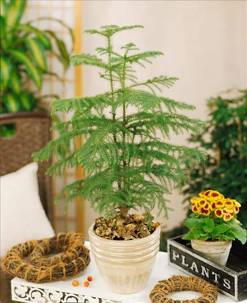 Araucaria heterophylla