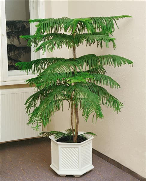 Araucaria heterophylla