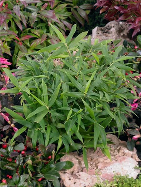 Pleioblastus argenteostriatus Pumila