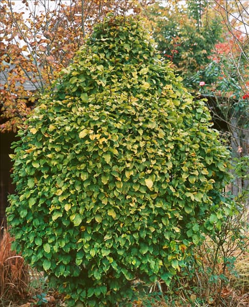Carpinus betulus Monumentalis