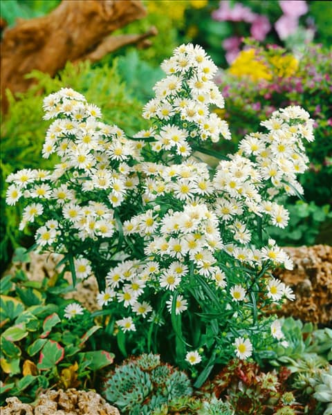 Aster ericoides