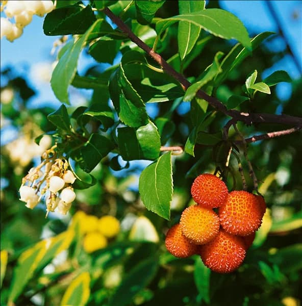 ARBUTUS UNEDO / DETAIL