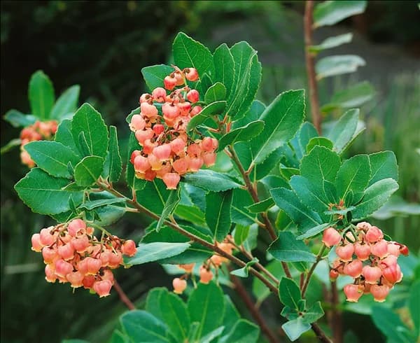 Arbutus unedo Rubra