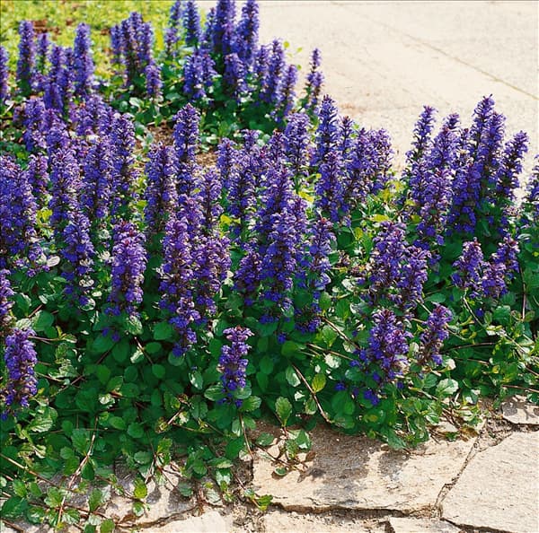 AJUGA REPTANS ATROPURPUREA