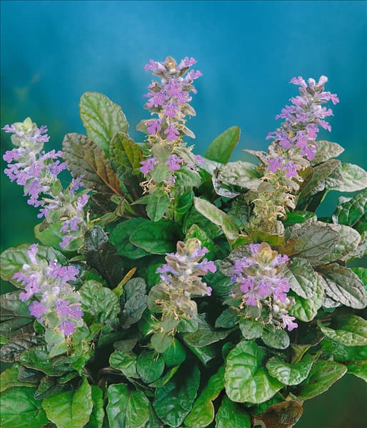 Ajuga reptans Atropurpurea