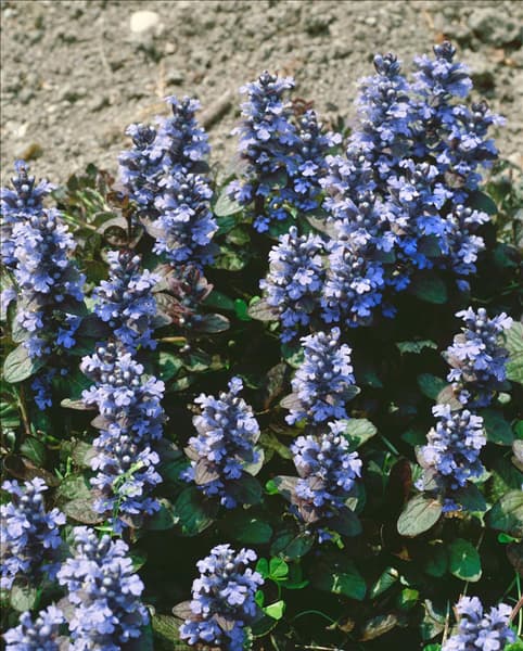 AJUGA REPTANS ATROPURPUREA