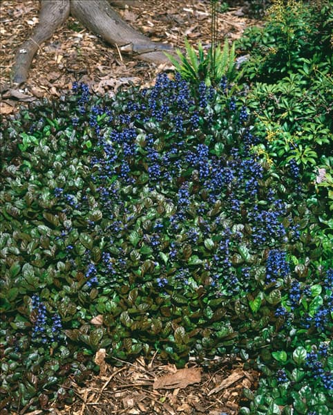 AJUGA REPTANS ATROPURPUREA