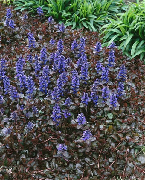 Ajuga reptans Atropurpurea