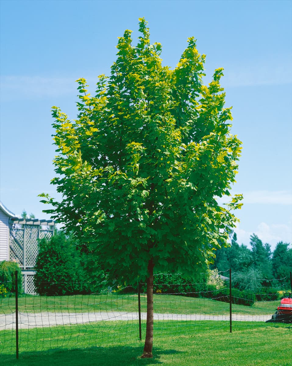 ACER platanoides Princeton Gold