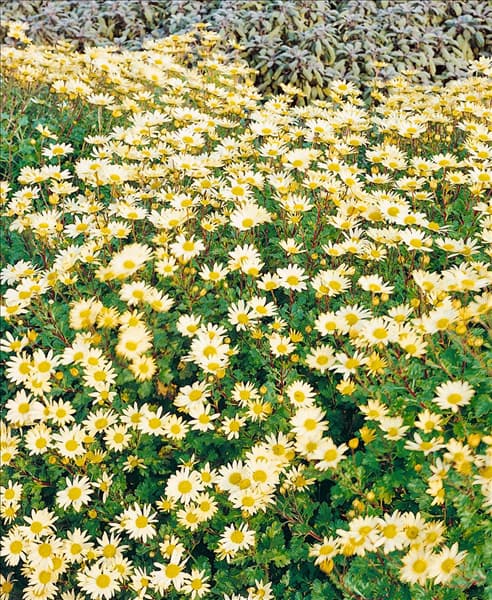 Arctanthemum arcticum hellgelb