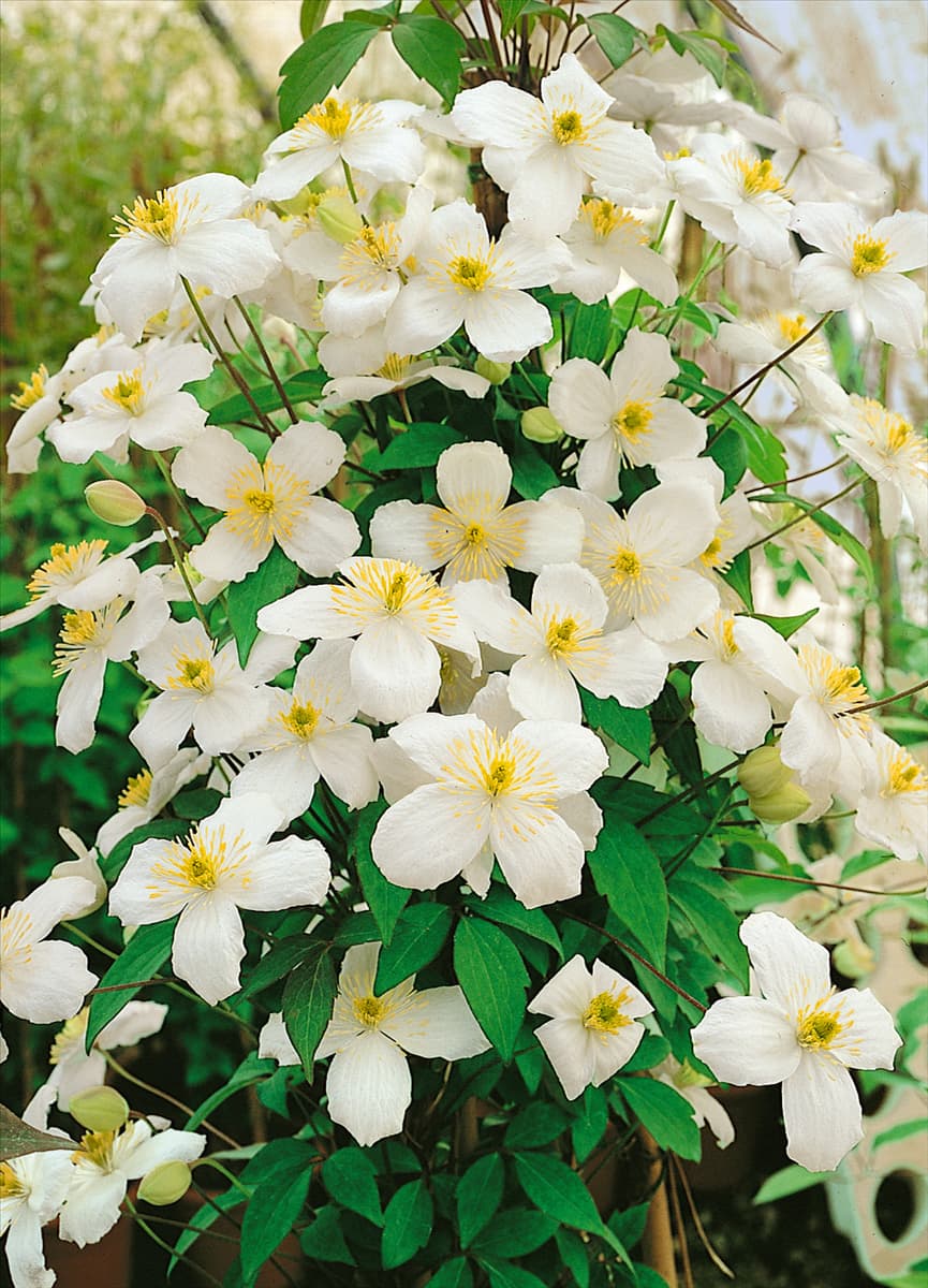 Clematis montana Elten