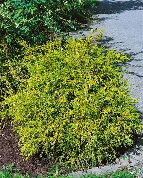 CHAMAECYPARIS PISIFERA GOLDEN MOP