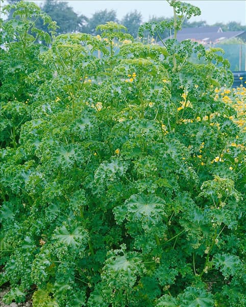 Chenopodium quinoa