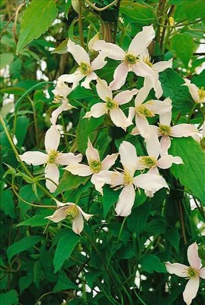 CLEMATIS MONTANA WILSONII
