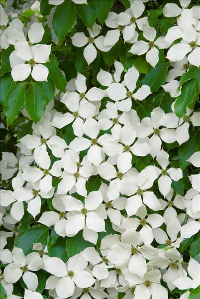 Cornus kousa Kreuzdame