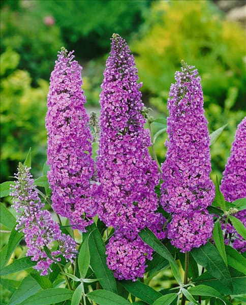 Buddleja davidii Ile de France