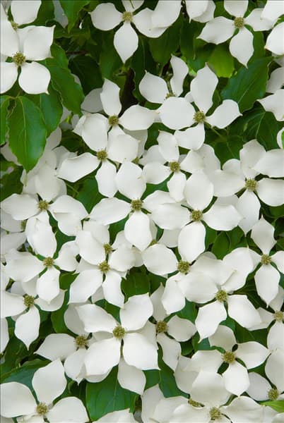 Cornus kousa Kreuzdame