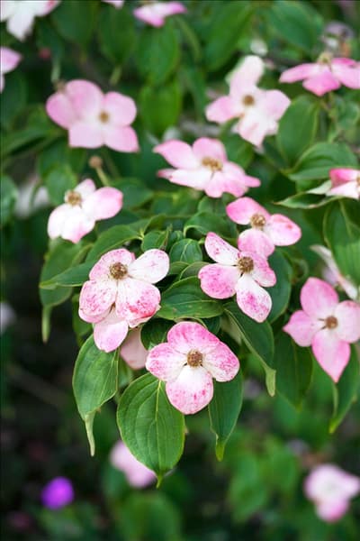 Cornus kousa Kreuzdame
