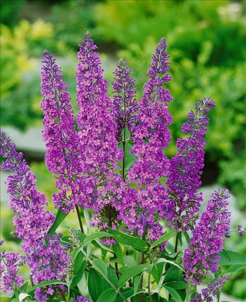 Buddleja davidii Ile de France