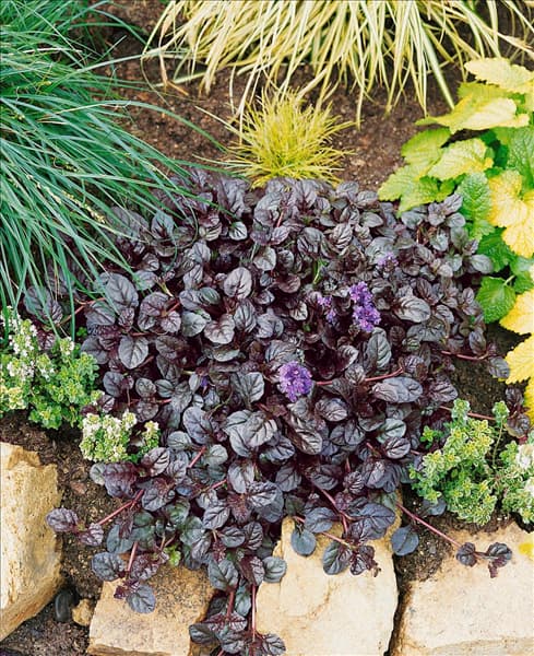 AJUGA reptans Mahogany