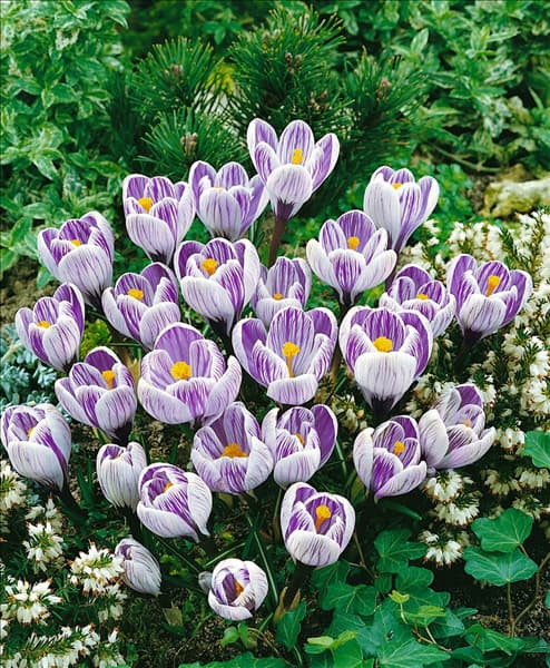 CROCUS VERNUS STRIPED BEAUTY