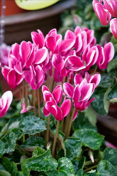 Cyclamen Winfall ™ Snowridge Wine
