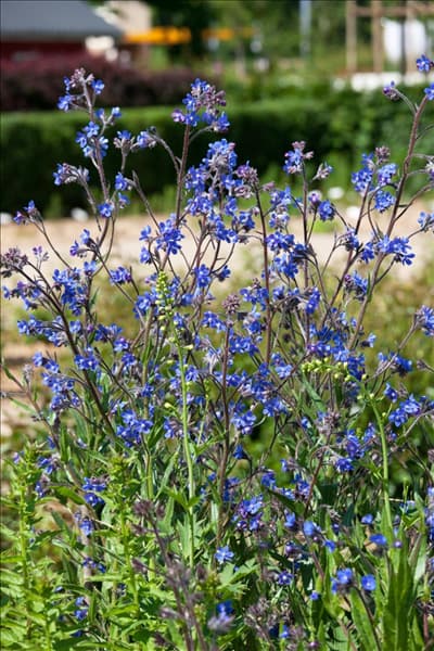 Anchusa azurea